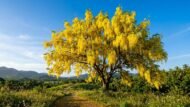 🌿 بذور كاسيا فيستيولا – Cassia fistula gabaseed