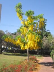 🌿 بذور كاسيا فيستيولا – Cassia fistula gabaseed