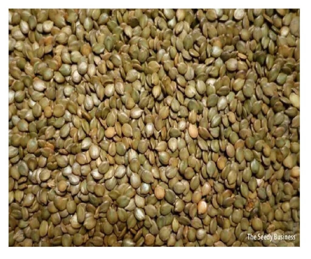 🌿 بذور كاسيا سبيكتابيليس – Senna spectabilis gabaseed