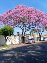 – Pink Tabebuia – Pink Trumpet Tree – Rosy Trumpet Tree – Roble – Tabebuia roseaمن أسمائها المتداولة: تابوبيا وردي – تابوبيا وردية – شجرة الأجراس الوردية – شجرة البوق الوردي