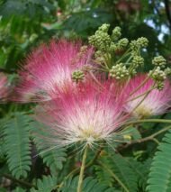 من أسمائها المتداولة: لبخ السامان – السامان – شجرة المطر – شجرة الظل – Rain Tree – Saman Tree – Monkeypod – Saman – Cow Tamarindالاسم المتداول سابقًا: Albizia saman (Jacq.) F.Muell.