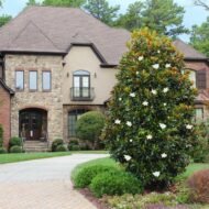 ⁦🌿 بذور الماغنوليا الكبيرة  – Magnolia grandiflora⁩ - الصورة ⁦6⁩