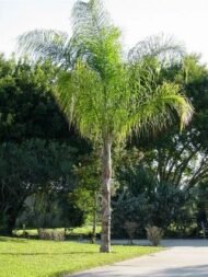 من أسمائها المتداولة: نخيل الكوكس، نخيل الملكة، نخيل الكوين، Queen Palm، Coconut Palm of the Andes، Queen Palm