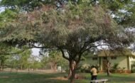 – Red Cassia – Roxburgh's Senna – Roxburgh's Cassia – Cassia roxburghiiمن أسمائها المتداولة: كاسيا روكسبورغي – سينا روكسبورغي – كاسيا حمراء – شجرة كاسيا الزهرية