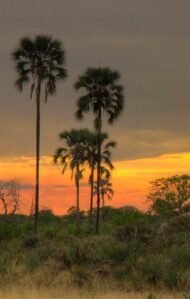 من أسمائها المتداولة: نخيل الكارنوبا، نخيل الشمع، نخيل شمع البرازيل، Carnauba Palm، Wax Palm