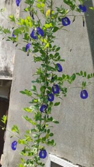 🌿 الشاي الأزرق – Clitoria ternatea الاسم العلمي: Clitoria ternatea L. من أسمائها المتداولة: الشاي الأزرق – زهرة الشاي الأزرق – البازلاء الزرقاء – بازلاء الفراشة – زهرة الفراشة – Blue Pea – Butterfly Pea – Blue Butterfly Pea – Asian Pigeonwings – Clitoria ternatea