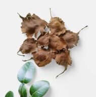 – Red Sandalwood – Red Sanders – Red Sanders Wood – Red Sandal Tree – Lal Chandan – Ragat Chandanمن أسمائها المتداولة: الصندل الأحمر – الصندل الهندي الأحمر – صندل أحمر
