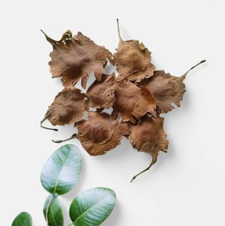 – Red Sandalwood – Red Sanders – Red Sanders Wood – Red Sandal Tree – Lal Chandan – Ragat Chandanمن أسمائها المتداولة: الصندل الأحمر – الصندل الهندي الأحمر – صندل أحمر
