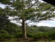 – Red Sandalwood – Red Sanders – Red Sanders Wood – Red Sandal Tree – Lal Chandan – Ragat Chandanمن أسمائها المتداولة: الصندل الأحمر – الصندل الهندي الأحمر – صندل أحمر