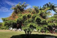 – Red Cassia – Roxburgh's Senna – Roxburgh's Cassia – Cassia roxburghiiمن أسمائها المتداولة: كاسيا روكسبورغي – سينا روكسبورغي – كاسيا حمراء – شجرة كاسيا الزهرية