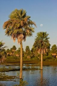 من أسمائها المتداولة: نخيل الكارنوبا، نخيل الشمع، نخيل شمع البرازيل، Carnauba Palm، Wax Palm