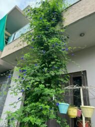 🌿 الشاي الأزرق – Clitoria ternatea الاسم العلمي: Clitoria ternatea L. من أسمائها المتداولة: الشاي الأزرق – زهرة الشاي الأزرق – البازلاء الزرقاء – بازلاء الفراشة – زهرة الفراشة – Blue Pea – Butterfly Pea – Blue Butterfly Pea – Asian Pigeonwings – Clitoria ternatea