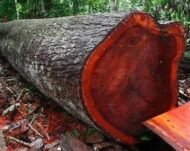 – Red Sandalwood – Red Sanders – Red Sanders Wood – Red Sandal Tree – Lal Chandan – Ragat Chandanمن أسمائها المتداولة: الصندل الأحمر – الصندل الهندي الأحمر – صندل أحمر
