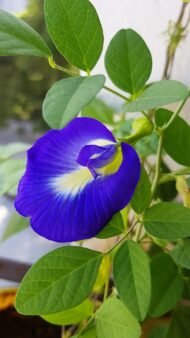 🌿 الشاي الأزرق – Clitoria ternatea الاسم العلمي: Clitoria ternatea L. من أسمائها المتداولة: الشاي الأزرق – زهرة الشاي الأزرق – البازلاء الزرقاء – بازلاء الفراشة – زهرة الفراشة – Blue Pea – Butterfly Pea – Blue Butterfly Pea – Asian Pigeonwings – Clitoria ternatea