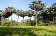 من أسمائها المتداولة: نخيل الكارنوبا، نخيل الشمع، نخيل شمع البرازيل، Carnauba Palm، Wax Palm