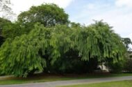 – Red Cassia – Roxburgh's Senna – Roxburgh's Cassia – Cassia roxburghiiمن أسمائها المتداولة: كاسيا روكسبورغي – سينا روكسبورغي – كاسيا حمراء – شجرة كاسيا الزهرية