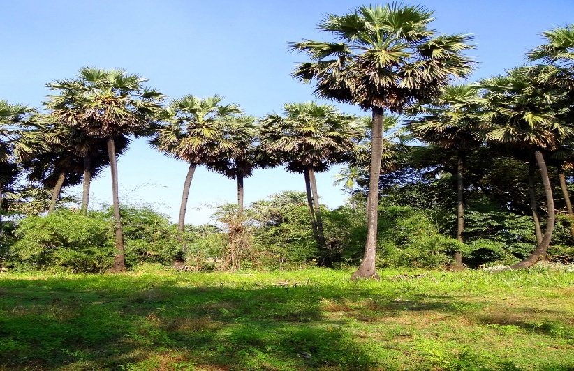 من أسمائها المتداولة: نخيل الكارنوبا، نخيل الشمع، نخيل شمع البرازيل، Carnauba Palm، Wax Palm