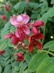 – Red Cassia – Roxburgh's Senna – Roxburgh's Cassia – Cassia roxburghiiمن أسمائها المتداولة: كاسيا روكسبورغي – سينا روكسبورغي – كاسيا حمراء – شجرة كاسيا الزهرية