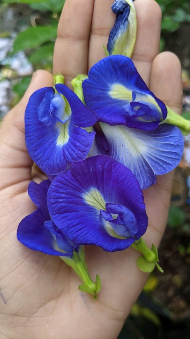 🌿 الشاي الأزرق – Clitoria ternatea الاسم العلمي: Clitoria ternatea L. من أسمائها المتداولة: الشاي الأزرق – زهرة الشاي الأزرق – البازلاء الزرقاء – بازلاء الفراشة – زهرة الفراشة – Blue Pea – Butterfly Pea – Blue Butterfly Pea – Asian Pigeonwings – Clitoria ternatea