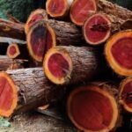 – Red Sandalwood – Red Sanders – Red Sanders Wood – Red Sandal Tree – Lal Chandan – Ragat Chandanمن أسمائها المتداولة: الصندل الأحمر – الصندل الهندي الأحمر – صندل أحمر