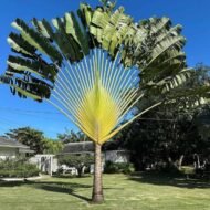 من أسمائها المتداولة: شجرة المسافر، نخيل المسافر، مروحة المسافر، Traveler’s Tree، Traveler’s Palm