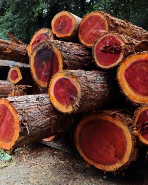 – Red Sandalwood – Red Sanders – Red Sanders Wood – Red Sandal Tree – Lal Chandan – Ragat Chandanمن أسمائها المتداولة: الصندل الأحمر – الصندل الهندي الأحمر – صندل أحمر