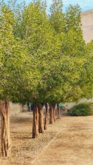 – Indian Sandalwood – White Sandalwood – True Sandalwood – East Indian Sandalwoodمن أسمائها المتداولة: الصندل الأبيض – الصندل الهندي – الصندل الحقيقي – الصندل العطري