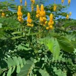 – Candle Bush – Candlestick Tree – Ringworm Tree – Seven Golden Candlesticksمن أسمائها المتداولة: سينا شمعدان – كاسيا شمعدان – كاسيا ألّاتا – شجرة الشموع – شجرة الشمعدان