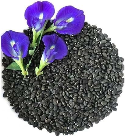🌿 الشاي الأزرق – Clitoria ternatea الاسم العلمي: Clitoria ternatea L. من أسمائها المتداولة: الشاي الأزرق – زهرة الشاي الأزرق – البازلاء الزرقاء – بازلاء الفراشة – زهرة الفراشة – Blue Pea – Butterfly Pea – Blue Butterfly Pea – Asian Pigeonwings – Clitoria ternatea