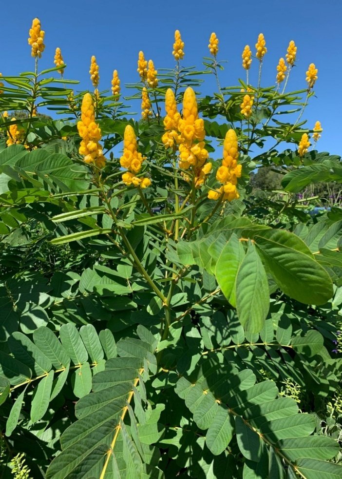 – Candle Bush – Candlestick Tree – Ringworm Tree – Seven Golden Candlesticksمن أسمائها المتداولة: سينا شمعدان – كاسيا شمعدان – كاسيا ألّاتا – شجرة الشموع – شجرة الشمعدان