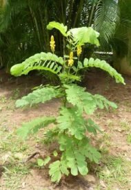 – Candle Bush – Candlestick Tree – Ringworm Tree – Seven Golden Candlesticksمن أسمائها المتداولة: سينا شمعدان – كاسيا شمعدان – كاسيا ألّاتا – شجرة الشموع – شجرة الشمعدان