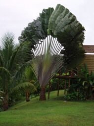 من أسمائها المتداولة: شجرة المسافر، نخيل المسافر، مروحة المسافر، Traveler’s Tree، Traveler’s Palm