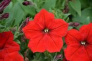 🌿 باتونيا مكس ألوان – Petunia الاسم العلمي: Petunia × hybrida من أسمائها المتداولة: باتونيا – بتونيا – باتونيا مكس ألوان – زهرة البتونيا – Petunia – Garden Petunia – Hybrid Petunia