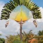 من أسمائها المتداولة: شجرة المسافر، نخيل المسافر، مروحة المسافر، Traveler’s Tree، Traveler’s Palm
