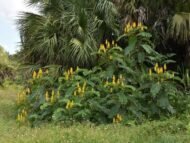 – Candle Bush – Candlestick Tree – Ringworm Tree – Seven Golden Candlesticksمن أسمائها المتداولة: سينا شمعدان – كاسيا شمعدان – كاسيا ألّاتا – شجرة الشموع – شجرة الشمعدان
