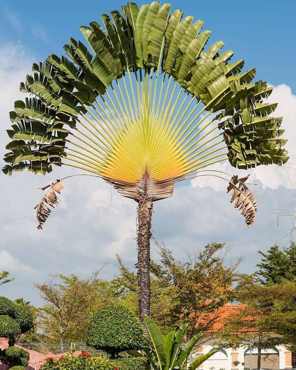 من أسمائها المتداولة: شجرة المسافر، نخيل المسافر، مروحة المسافر، Traveler’s Tree، Traveler’s Palm