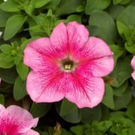 🌿 باتونيا مكس ألوان – Petunia الاسم العلمي: Petunia × hybrida من أسمائها المتداولة: باتونيا – بتونيا – باتونيا مكس ألوان – زهرة البتونيا – Petunia – Garden Petunia – Hybrid Petunia