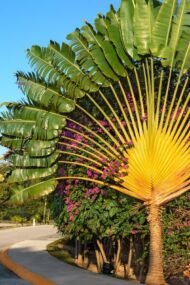 من أسمائها المتداولة: شجرة المسافر، نخيل المسافر، مروحة المسافر، Traveler’s Tree، Traveler’s Palm