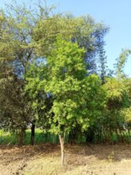 – Indian Sandalwood – White Sandalwood – True Sandalwood – East Indian Sandalwoodمن أسمائها المتداولة: الصندل الأبيض – الصندل الهندي – الصندل الحقيقي – الصندل العطري