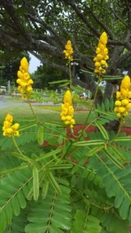 ⁦🌿  بذور سينا شمعدان اصفر– Senna alata⁩ - الصورة ⁦4⁩