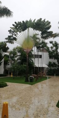 من أسمائها المتداولة: شجرة المسافر، نخيل المسافر، مروحة المسافر، Traveler’s Tree، Traveler’s Palm