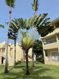 من أسمائها المتداولة: شجرة المسافر، نخيل المسافر، مروحة المسافر، Traveler’s Tree، Traveler’s Palm