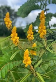 – Candle Bush – Candlestick Tree – Ringworm Tree – Seven Golden Candlesticksمن أسمائها المتداولة: سينا شمعدان – كاسيا شمعدان – كاسيا ألّاتا – شجرة الشموع – شجرة الشمعدان