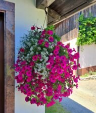 🌿 باتونيا مكس ألوان – Petunia الاسم العلمي: Petunia × hybrida من أسمائها المتداولة: باتونيا – بتونيا – باتونيا مكس ألوان – زهرة البتونيا – Petunia – Garden Petunia – Hybrid Petunia