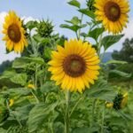 من أسمائها المتداولة: دوار الشمس – عباد الشمس – زهرة الشمس – الشمسية – Sunflower – Common Sunflower – Annual Sunflower