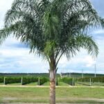 من أسمائها المتداولة: نخيل الكوكس، نخيل الملكة، نخيل الكوين، Queen Palm، Coconut Palm of the Andes، Queen Palm