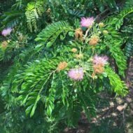 من أسمائها المتداولة: لبخ السامان – السامان – شجرة المطر – شجرة الظل – Rain Tree – Saman Tree – Monkeypod – Saman – Cow Tamarindالاسم المتداول سابقًا: Albizia saman (Jacq.) F.Muell.