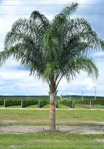 من أسمائها المتداولة: نخيل الكوكس، نخيل الملكة، نخيل الكوين، Queen Palm، Coconut Palm of the Andes، Queen Palm