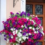 🌿 باتونيا مكس ألوان – Petunia الاسم العلمي: Petunia × hybrida من أسمائها المتداولة: باتونيا – بتونيا – باتونيا مكس ألوان – زهرة البتونيا – Petunia – Garden Petunia – Hybrid Petunia