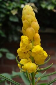 – Candle Bush – Candlestick Tree – Ringworm Tree – Seven Golden Candlesticksمن أسمائها المتداولة: سينا شمعدان – كاسيا شمعدان – كاسيا ألّاتا – شجرة الشموع – شجرة الشمعدان